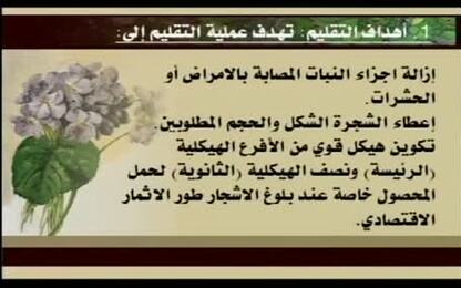 تقليم اشجار الفاكهة
