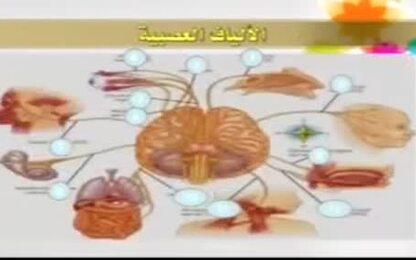 الجهاز العصبي الطرفي